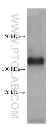 [67717-1-IG-150UL] GRIN1 Monoclonal antibody