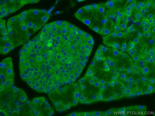 [67719-1-IG-20UL] EIF3L Monoclonal antibody