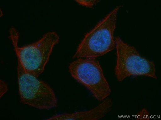 [67722-1-IG-20UL] GATA2 Monoclonal antibody