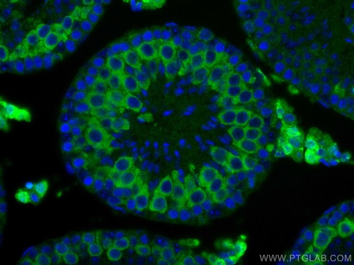 [67726-1-IG-150UL] Cyclin B2 Monoclonal antibody