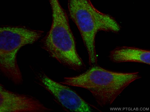 [67729-1-IG-20UL] RPL6 Monoclonal antibody