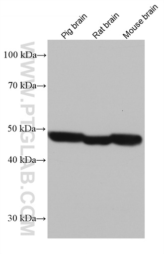 [67731-1-IG-20UL] DFNA5 Monoclonal antibody
