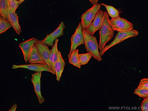 [67736-1-IG-20UL] PTGES3 Monoclonal antibody