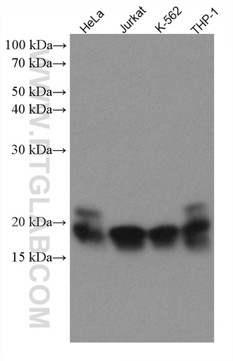 [67737-1-IG-150UL] TNFAIP8 Monoclonal antibody