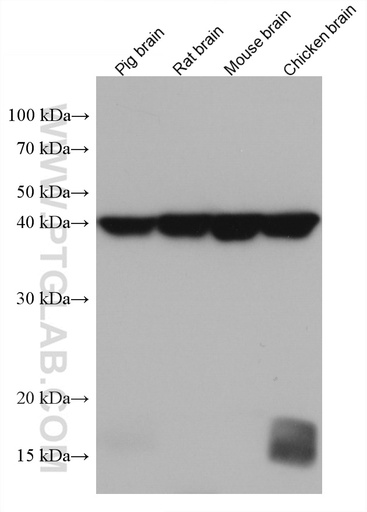 [67738-1-IG-20UL] GOT2 Monoclonal antibody