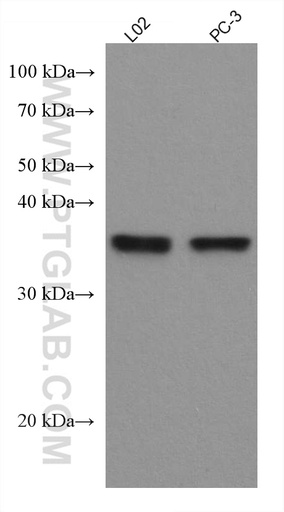[67741-1-IG-20UL] SIX1 Monoclonal antibody