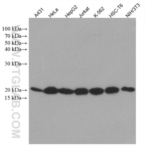 [67745-1-IG-20UL] SKP1 Monoclonal antibody