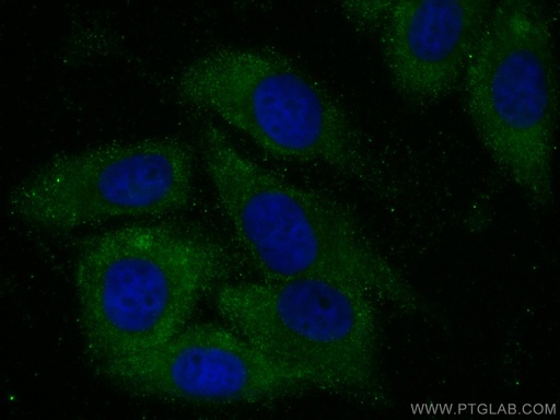 [67746-1-IG-20UL] USP14 Monoclonal antibody