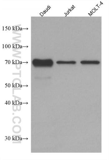 [67747-1-IG-150UL] REL Monoclonal antibody