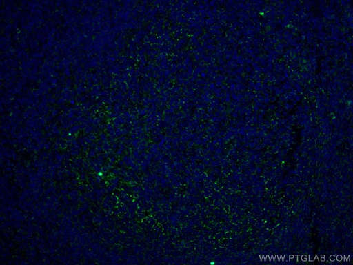 [67749-1-IG-150UL] CD70 Monoclonal antibody