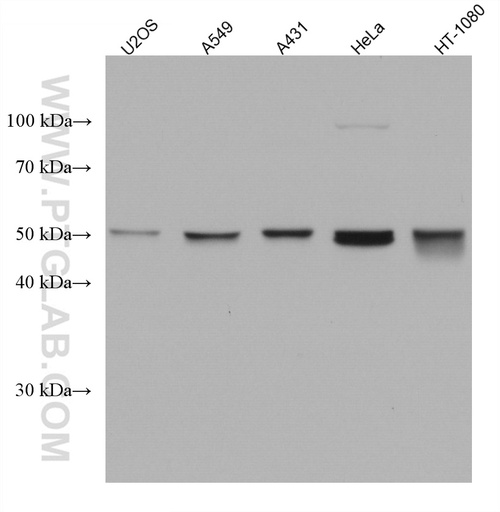 [67750-1-IG-150UL] RUVBL1 Monoclonal antibody