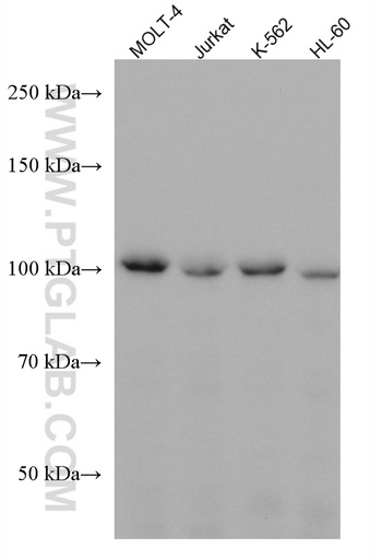 [67755-1-IG-150UL] CCDC45 Monoclonal antibody