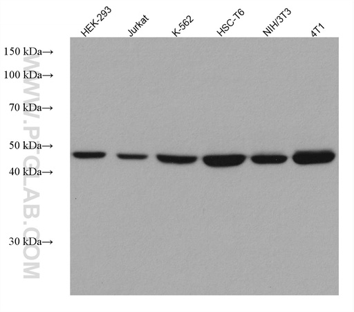 [67759-1-IG-20UL] TRIP13 Monoclonal antibody