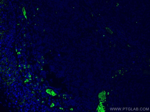 [67760-1-IG-20UL] Human IgG Heavy chain Monoclonal antibody