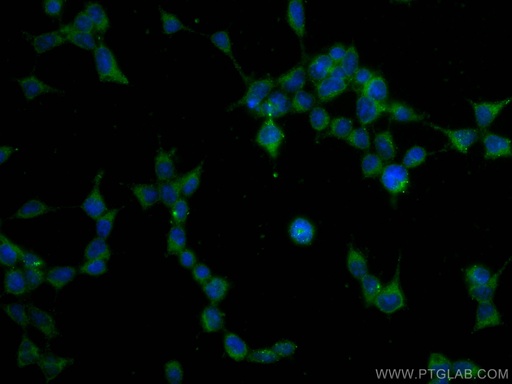 [67763-1-IG-150UL] GPX4 Monoclonal antibody