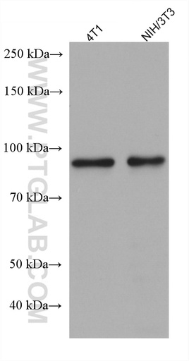 [67764-1-IG-20UL] ADARB1 Monoclonal antibody