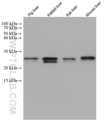 [67765-1-IG-150UL] SAR1B Monoclonal antibody