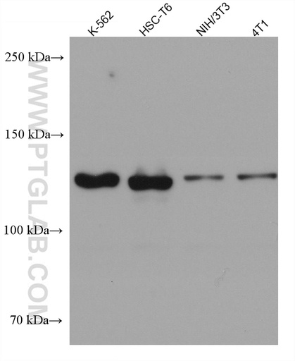[67769-1-IG-20UL] USP25 Monoclonal antibody