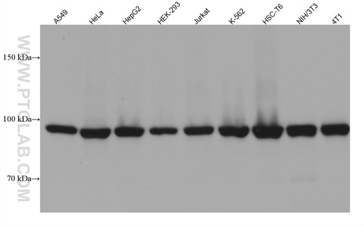 [67770-1-IG-20UL] PSMD2 Monoclonal antibody