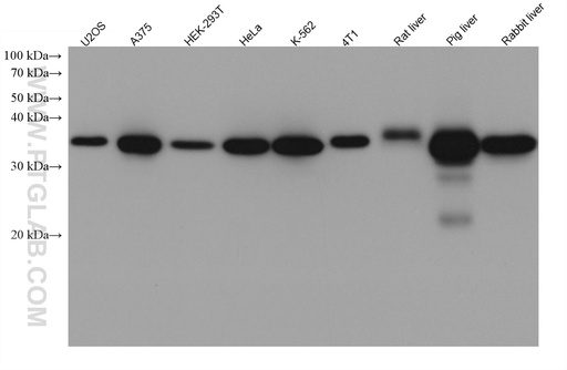 [67772-1-IG-150UL] GALE Monoclonal antibody