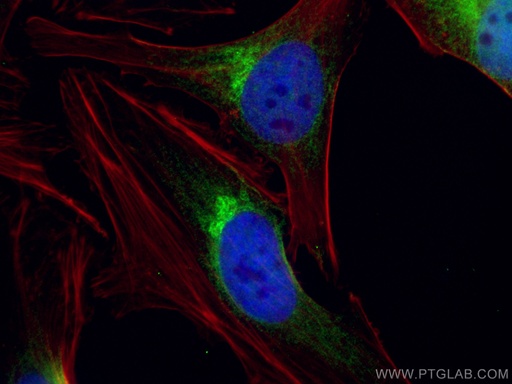 [67777-1-IG-150UL] GOLPH3 Monoclonal antibody