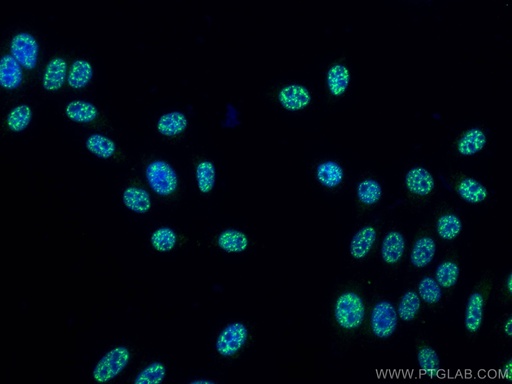 [67778-1-IG-20UL] Phospho-mTOR (Ser2448) Monoclonal antibody