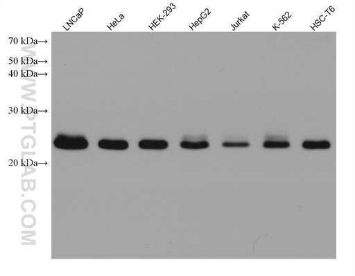 [67780-1-IG-150UL] RAB11B Monoclonal antibody