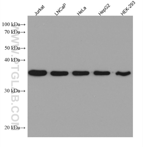 [67781-1-IG-150UL] APEX1 Monoclonal antibody
