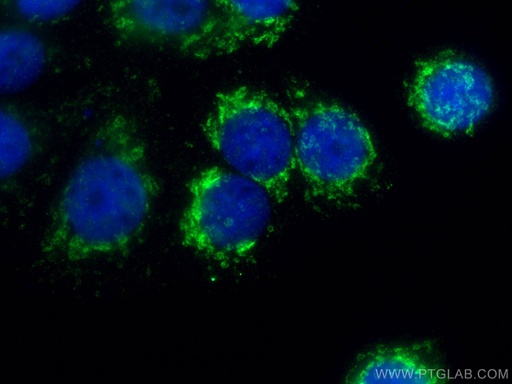 [67784-1-IG-150UL] citrate synthase Monoclonal antibody