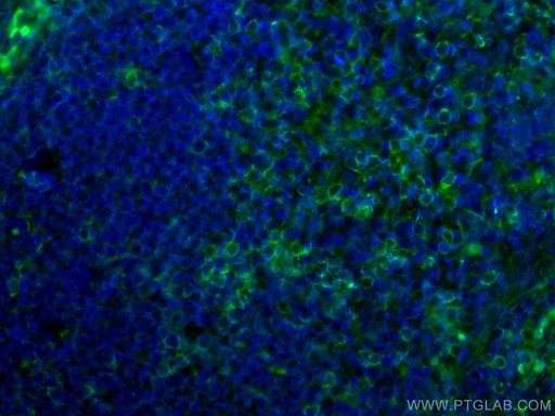 [67786-1-IG-20UL] CD4 Monoclonal antibody