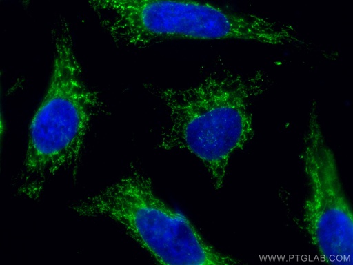 [67791-1-IG-20UL] AIF Monoclonal antibody