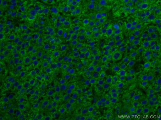 [67792-1-IG-20UL] SERBP1 Monoclonal antibody