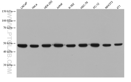 [67799-1-IG-20UL] EIF4A2 Monoclonal antibody