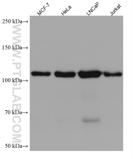 [67804-1-IG-20UL] WWP1 Monoclonal antibody