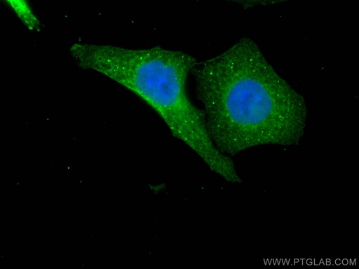 [67805-1-IG-150UL] USP11 Monoclonal antibody