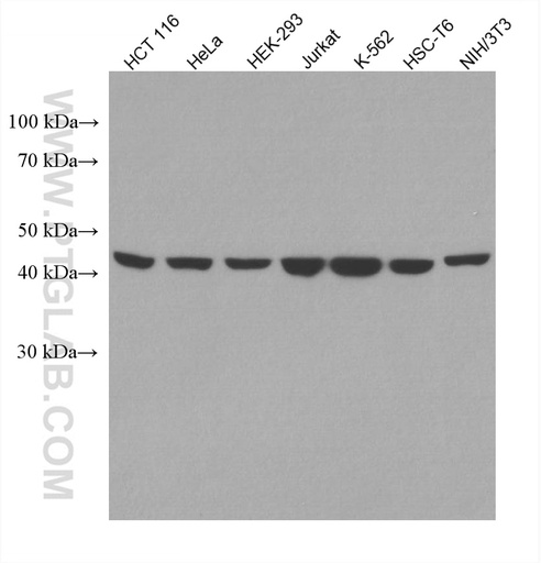 [67807-1-IG-150UL] PSMD13 Monoclonal antibody