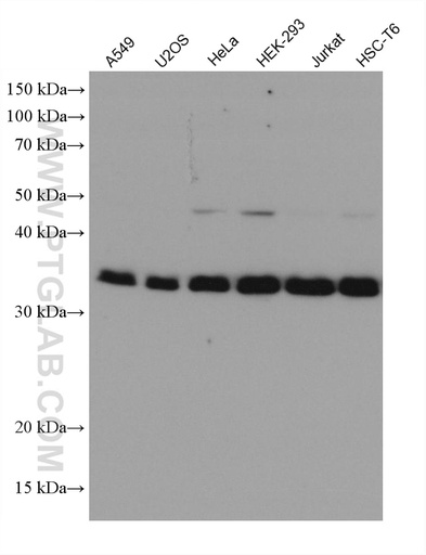 [67809-1-IG-150UL] PPP2CA Monoclonal antibody