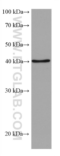 [67811-1-IG-150UL] ALKBH5 Monoclonal antibody