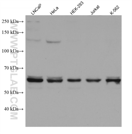 [67812-1-IG-150UL] E2F4 Monoclonal antibody