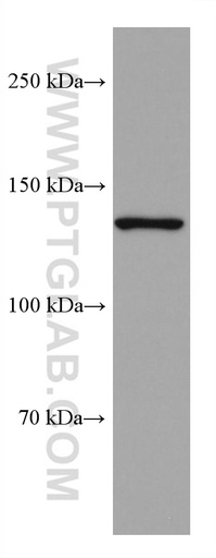 [67814-1-IG-20UL] USP28 Monoclonal antibody