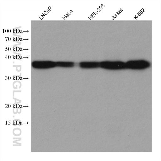 [67816-1-IG-150UL] TALDO1 Monoclonal antibody