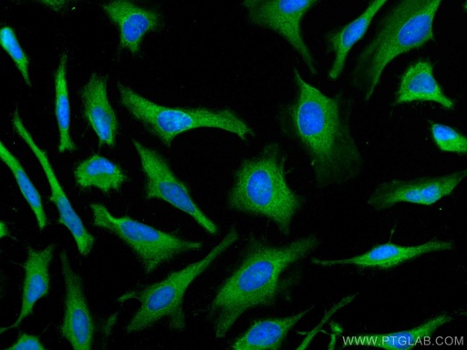 [67817-1-IG-20UL] PSMA7 Monoclonal antibody