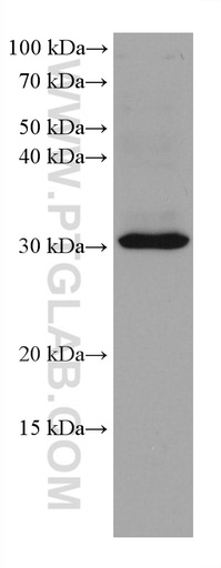 [67819-1-IG-20UL] SLC25A42 Monoclonal antibody