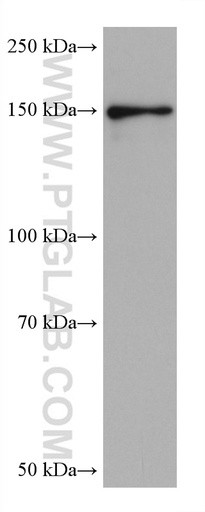 [67821-1-IG-20UL] PPARGC1B Monoclonal antibody