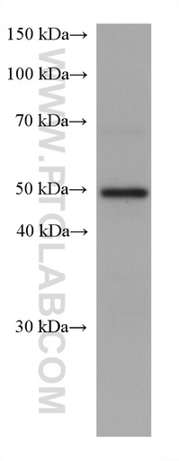 [67824-1-IG-20UL] C9orf72 Monoclonal antibody