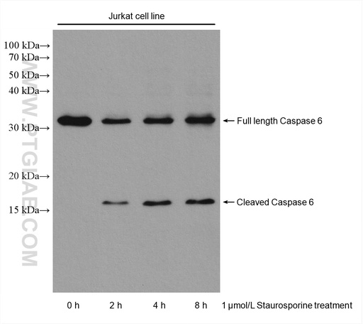 [67825-1-IG-150UL] Caspase 6 Monoclonal antibody