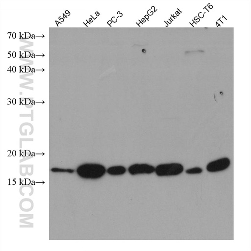 [67827-1-IG-20UL] ID1 Monoclonal antibody