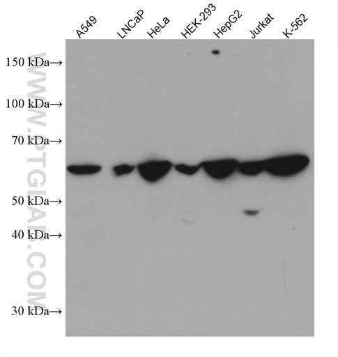[67829-1-IG-20UL] TOE1 Monoclonal antibody
