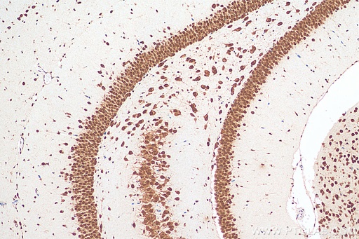 [67835-1-IG-20UL] ELAVL4 Monoclonal antibody