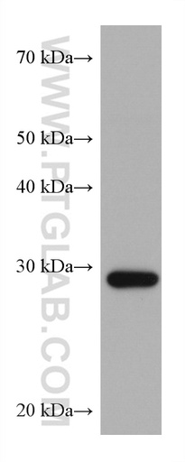 [67838-1-IG-20UL] CAPNS1 Monoclonal antibody